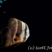 batfish_longfin_jk_h_0705_png0659.jpg